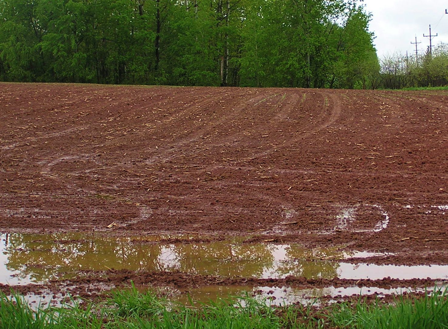 Corn field with water